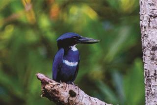 Blue-black Kingfisher  (photo copyright David Bishop)