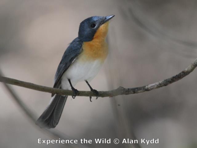 Broad-billed Flycatcher at East Point  (photo copyright Alan Kydd)