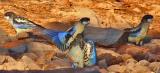 Northern Rosellas at Fergusson River  (photo copyright Jon Fink)