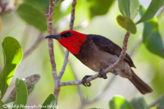 Red-headed Honeyeater  (photo copyright Marie Holding)