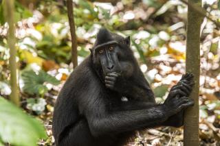 Crested Macaque  (photo copyright K. David Bishop)