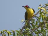 Australasian Figbird at Knuckey's Lagoon  (photo copyright Ashley Maple)