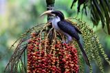 Sri Lanka Grey Hornbill in the gardens at Kitulgala Rest House  (photo copyright Dr Kishan Pandithage)