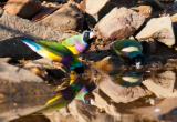 Gouldians drinking at Fergusson River  (photo copyright Frank Taylor)