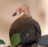 Partridge Pigeon  (photo copyright Frank Taylor)