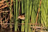 Australian Little Bittern at Lake Kununurra BOTEB  (photo copyright Rob Gully)