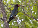 Oriental Dollarbird  (photo copyright Laurie Ross)