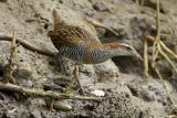 Buff-banded Rail - Buffalo Creek  (photo copyright Laurie Ross)