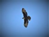 Rufous-bellied Eagle  (photo copyright Mike Jarvis)