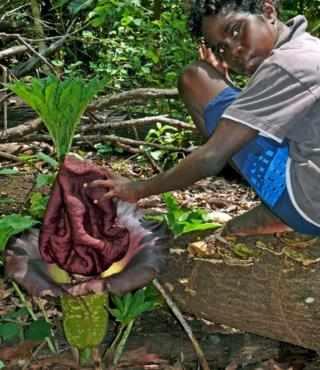 Elephant Foot Yam (Corpse Flower)  (photo copyright Ian Morris)