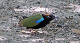 Eric the Pitta in Goshawk mode  (photo copyright Ian Morris)