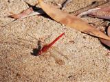 Scarlet Percher  (photo copyright Caroline Gully)