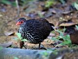 Sri Lanka Spurfowl  (photo copyright Dr Kishan Pandithage)