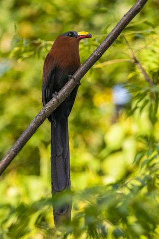 Yellow-billed Malkoha  (photo copyright K. David Bishop)