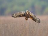 Eastern Grass Owl - Holmes Jungle  (photo copyright Laurie Ross)