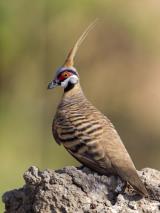 Spinifex Pigeon - Top Springs  (photo copyright Laurie Ross)