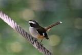 262. Buff-sided Robin Poecilodryas cerviniventris - uncommon resident, dense riverine vegatation, especially where there is bamboo  (photo copyright Rob Gully)