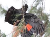 Red-tailed Black Cockatoo at East Point  (photo copyright Dave Chilcot)