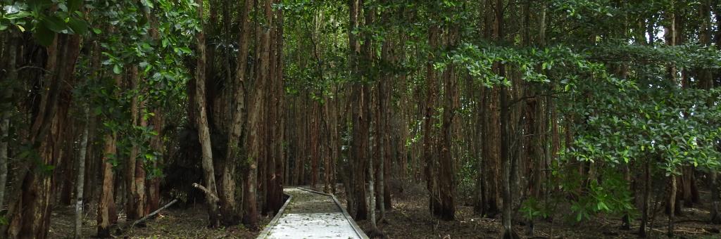 Paperbark Forest at Fogg Dam, home to Rainbow Pitta, Arafura Fantail, Brown Whistler and many other monsoon forest specialists  (photo copyright Mike Jarvis)