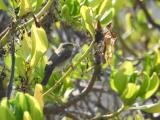 Arctic Warbler on Browse Island, 900kms west of Darwin, (the other end of the under sea pipeline that terminates in Darwin Harbour). This species breeds in the Arctic and migrates as far as South East Asia during the northern winter.  (photo copyright Mike Jarvis)