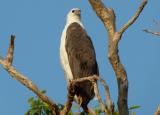 White-bellied Sea-eagle on Yellow Water, Kakadu  (photo copyright Mike Jarvis)