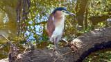 Nankeen Night Heron  (photo copyright Ian Morris)