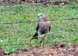 Collared Sparrowhawk at Knuckey Lagoon  (photo copyright Mike Jarvis)