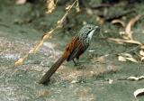 White-throated Grasswren  (photo copyright Ian Morris)