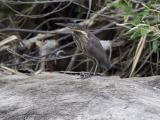 Black Bittern - Kakadu  (photo copyright Laurie Ross)