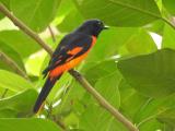 Scarlet Minivet near Kitulgala  (photo copyright Mike Jarvis)