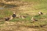 Spot-billed Ducks at Mannar  (photo copyright Rahula Dassenaieke )