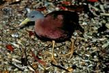 060 Chestnut Rail  (photo copyright Ian Morris)