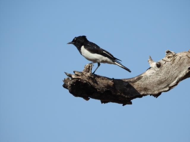 Hooded Robin at Dingo Springs  (photo copyright Mike Jarvis)