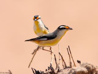 Striated Pardalotes at Rapid Creek  (photo copyright Oz Horine)