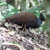 Orange-footed Scrubfowl on mound at East Point  (photo copyright Mike Jarvis)