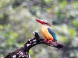 Stork-billed Kingfisher at Sigiriya  (photo copyright Mike Jarvis)