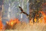 Black Kite aka Firehawk  (photo copyright Marie Holding)