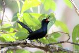 252. Shining Flycatcher Myiagra alecto - common and widespread resident, mangroves, monsoon forest and riverine forests  (photo copyright Rob Gully)