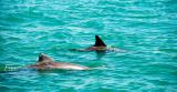 Inshore Bottlenose Dolphins in Darwin Harbour  (photo copyright Sea Darwin)