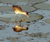 White-browed Crake  (photo copyright Mike Jarvis)