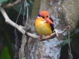 Oriental Dwarf Kingfisher  (photo copyright Mike Jarvis)