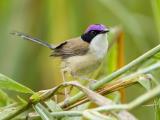 Purple-crowned Fairywren - Vic River  (photo copyright Laurie Ross)