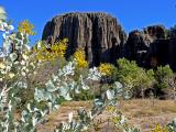 Acacia pyroformis at Mimbi   (photo copyright Ian Morris)