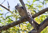 Pacific Baza at Cahill's Crossing, East Alligator River, Kakadu  (photo copyright Marie Holding)