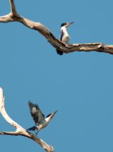 Forest Kingfisher pair on Yellow Water  (photo copyright Frank Taylor)