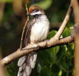 Arafura Fantail, very pretty fantail, similar to the Rufous Fantail found along the east coast of Australia  (photo copyright Mike Jarvis)