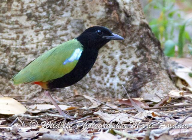 Rainbow Pitta at East Point  (photo copyright Marie Holding)