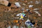 286. Gouldian Finch Erythrura gouldiae - View Profile -rare to uncommon nomadic resident, widespread in southern half of Top End, not seen in Darwin since the early 70's, open woodlands, grasslands, rivers  (photo copyright Rob Gully)