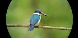 Sacred Kingfisher - digiscoped  (photo copyright Mike Jarvis)