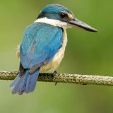 Sacred Kingfisher - digiscoped  (photo copyright Mike Jarvis)